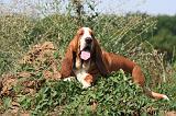 BASSET HOUND 227